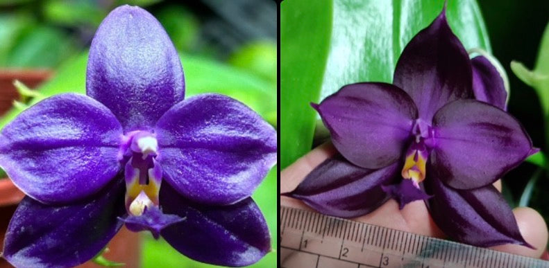 Phalaenopsis (Yaphon Super Jaguar X (Yaphon Super Jaguar X Samera)) 'King' x (Yaphon Super Jaguar X (Yaphon Super Jaguar X Samera)) 'BK#2')