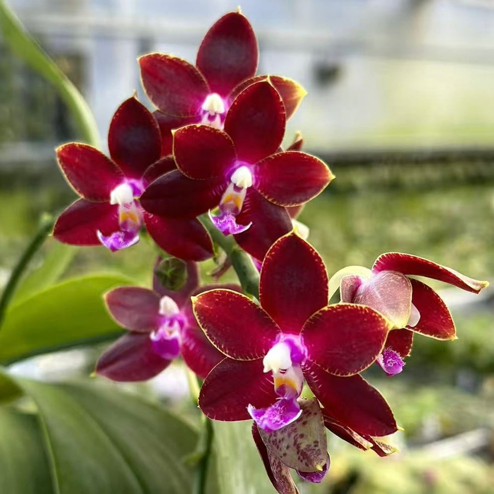 Phalaenopsis (Tying Shin Fly Eagle X Su-An Super Star) ‘YL129’