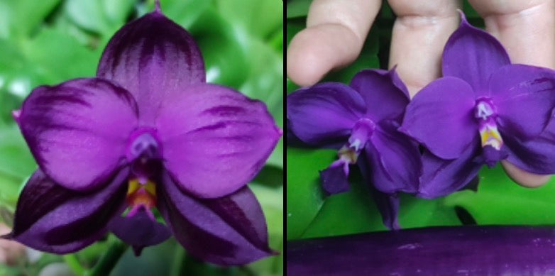 Phalaenopsis ((Yaphon Super Jaguar X Samera) X Yaphon Super Jaguar) ‘Super Round’ x (Yaphon Super Jaguar X (Yaphon Super Jaguar X Samera)) ‘Best Duo Spikes’