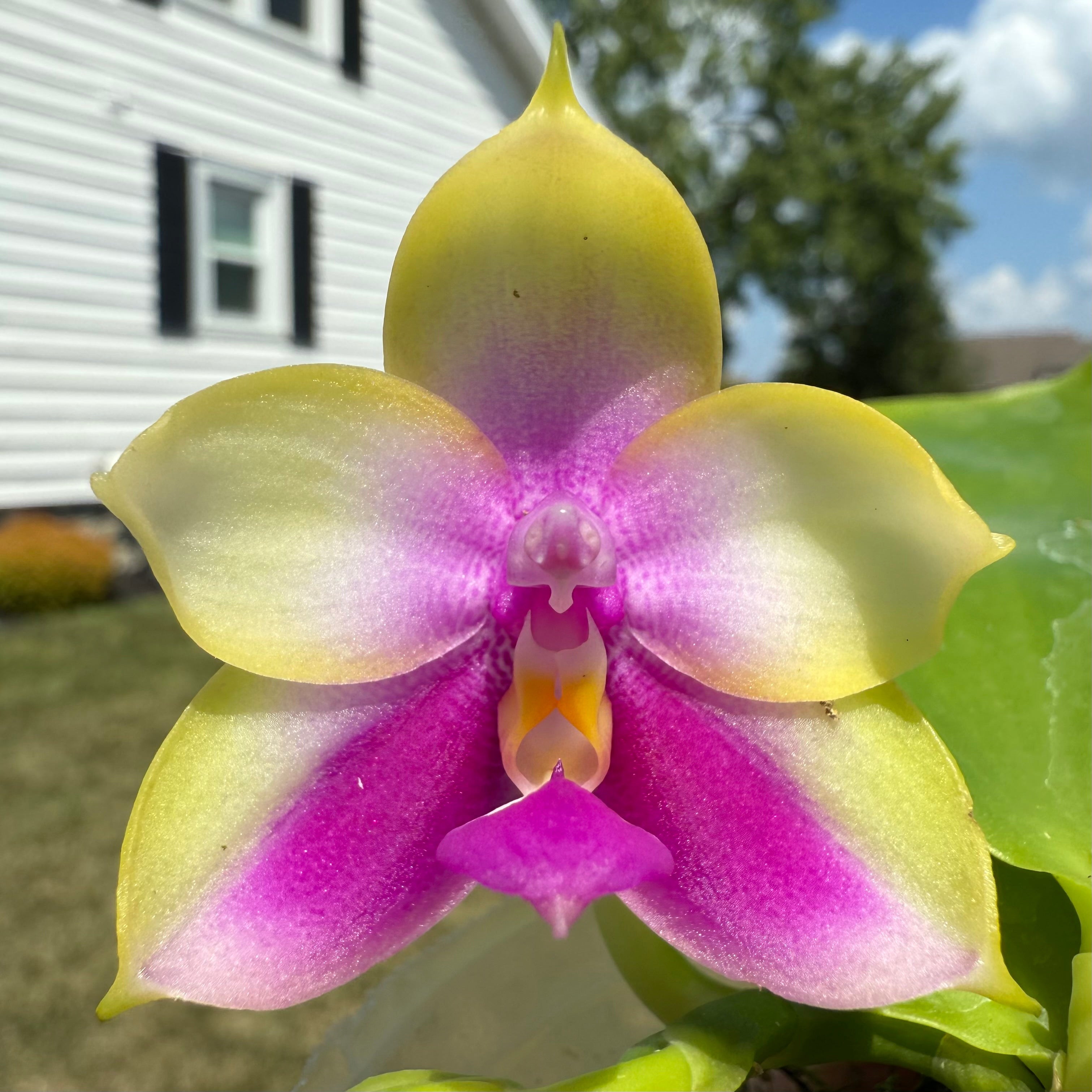 Phalaenopsis BKH2250