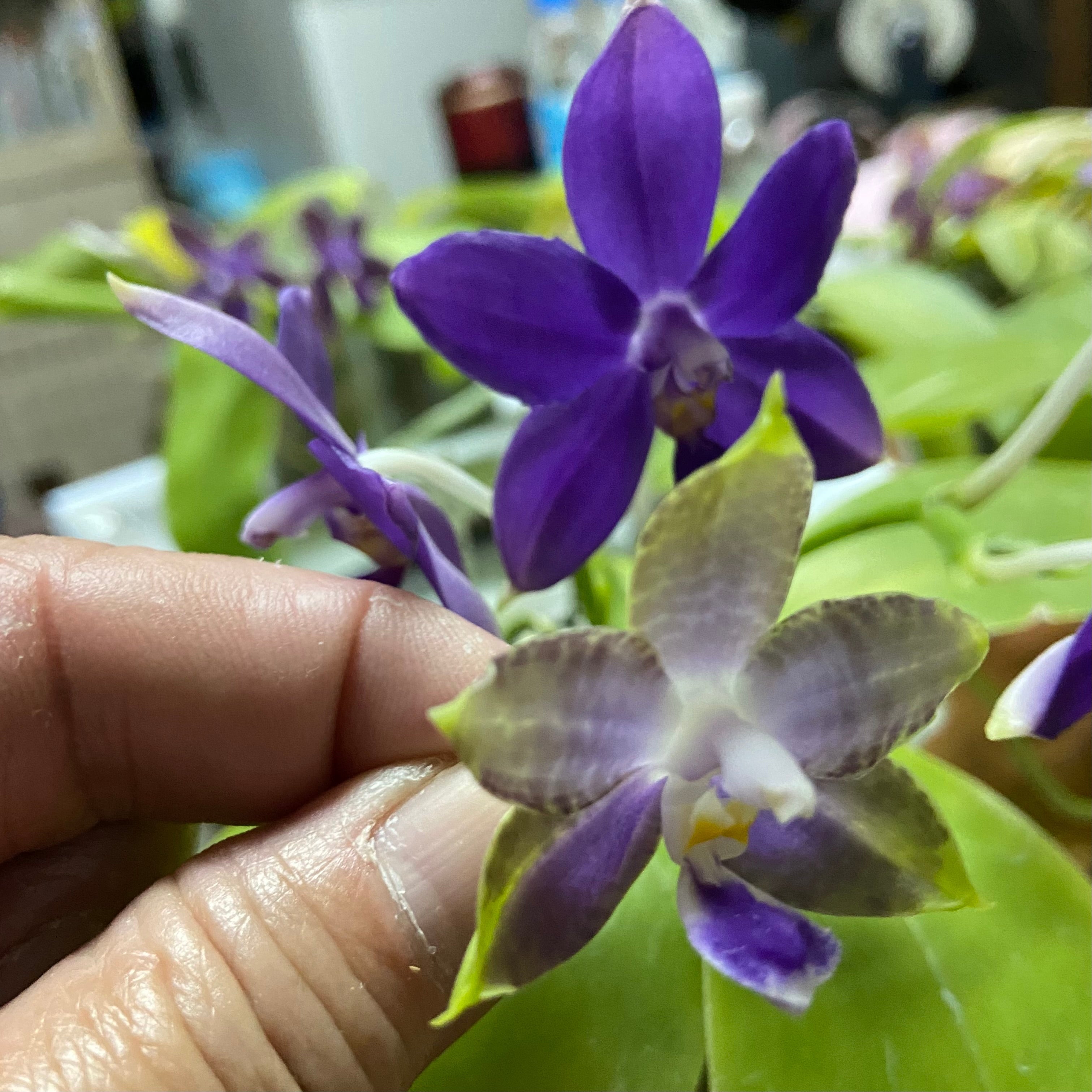 Phalaenopsis (Mainshow Magic x Norman's Blue Jennifer #3)