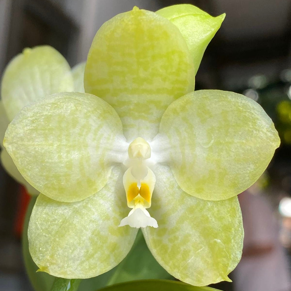 Phalaenopsis Mainshow Sunshine ‘Green’