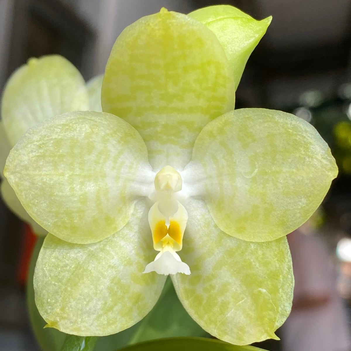 Phalaenopsis Mainshow Sunshine ‘Green’
