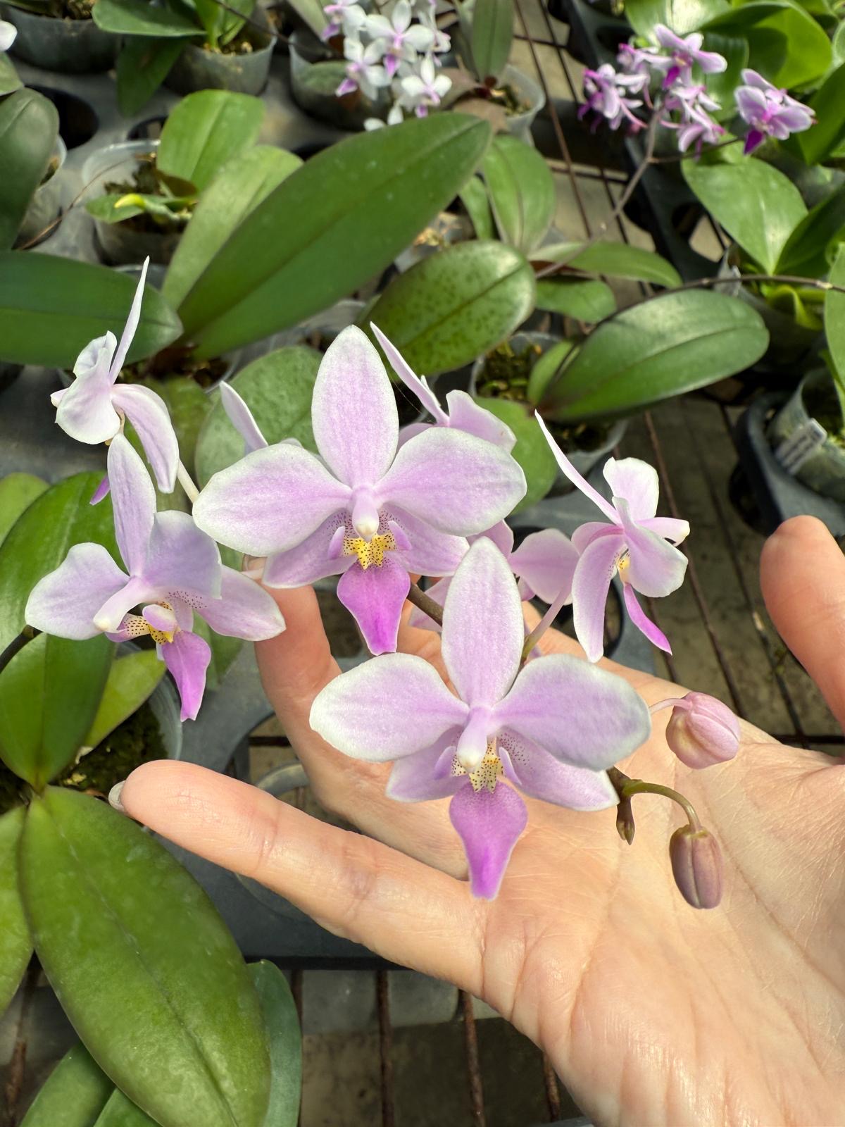 Phalaenopsis Delicata