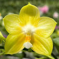 Phalaenopsis (Yaphon Lover X Chang Maw Evergreen)