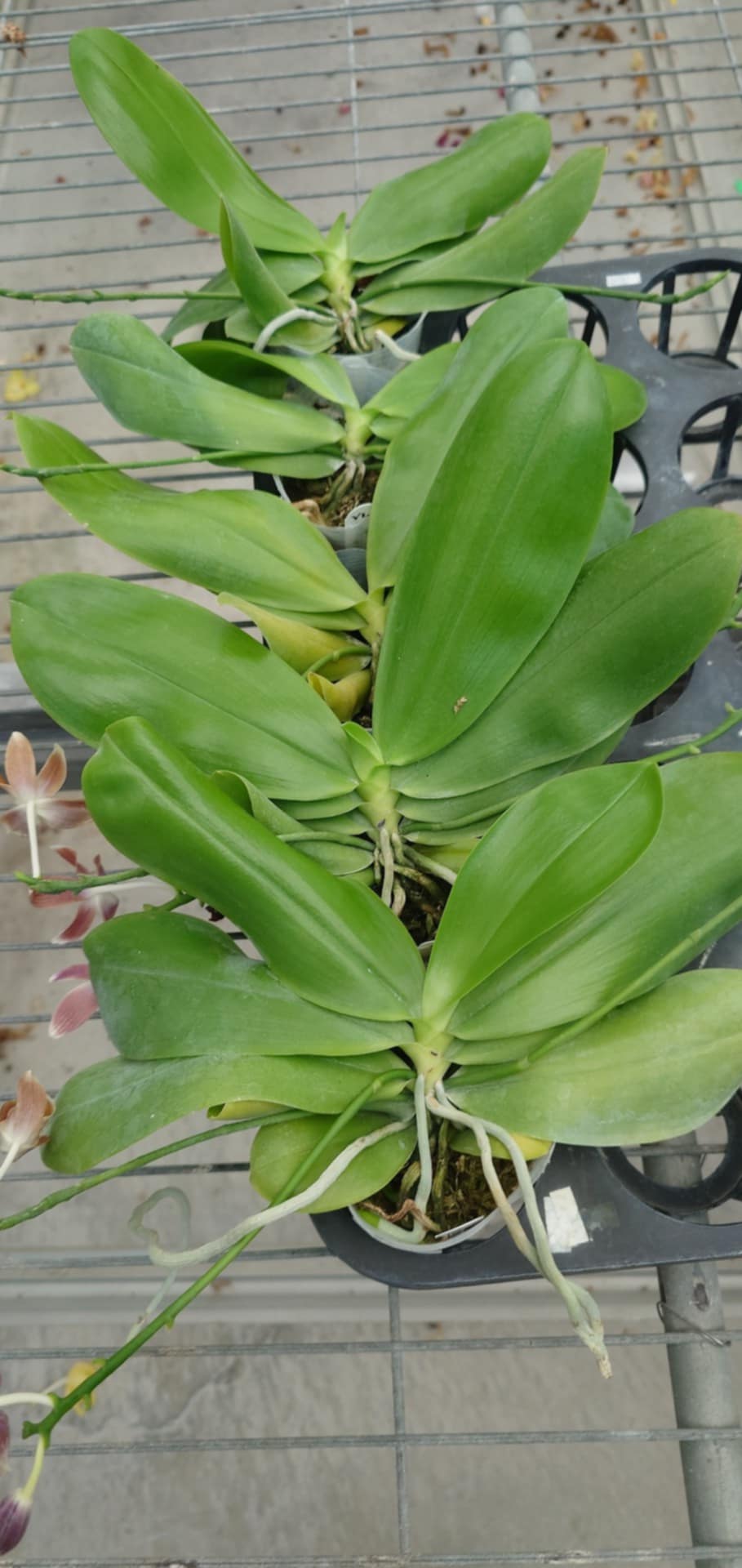 Phalaenopsis tetraspis coffee ‘Dark Roast’