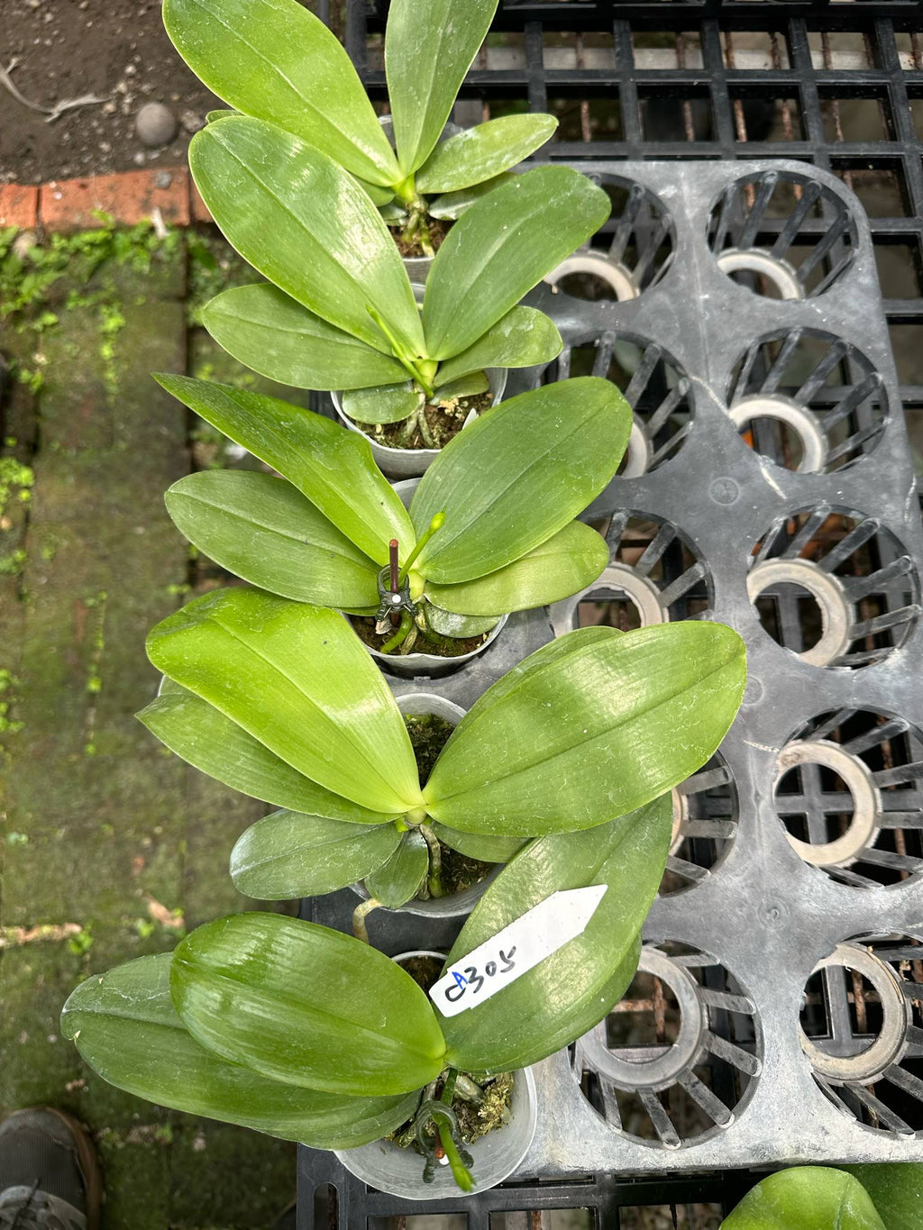 Phalaenopsis ((Yaphon Evergreen x LD Purple Bear) x Summer Pretty)