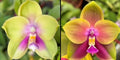Phalaenopsis (Yaphon Batman X YangYang Pink Mary) ‘6.0cm’ x (Yaphon Batman X YangYang Pink Mary) ‘6.0cm’)