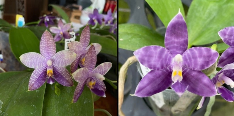 Phalaenopsis (Mainshow Blue Wave x Mainshow Blue Elf)