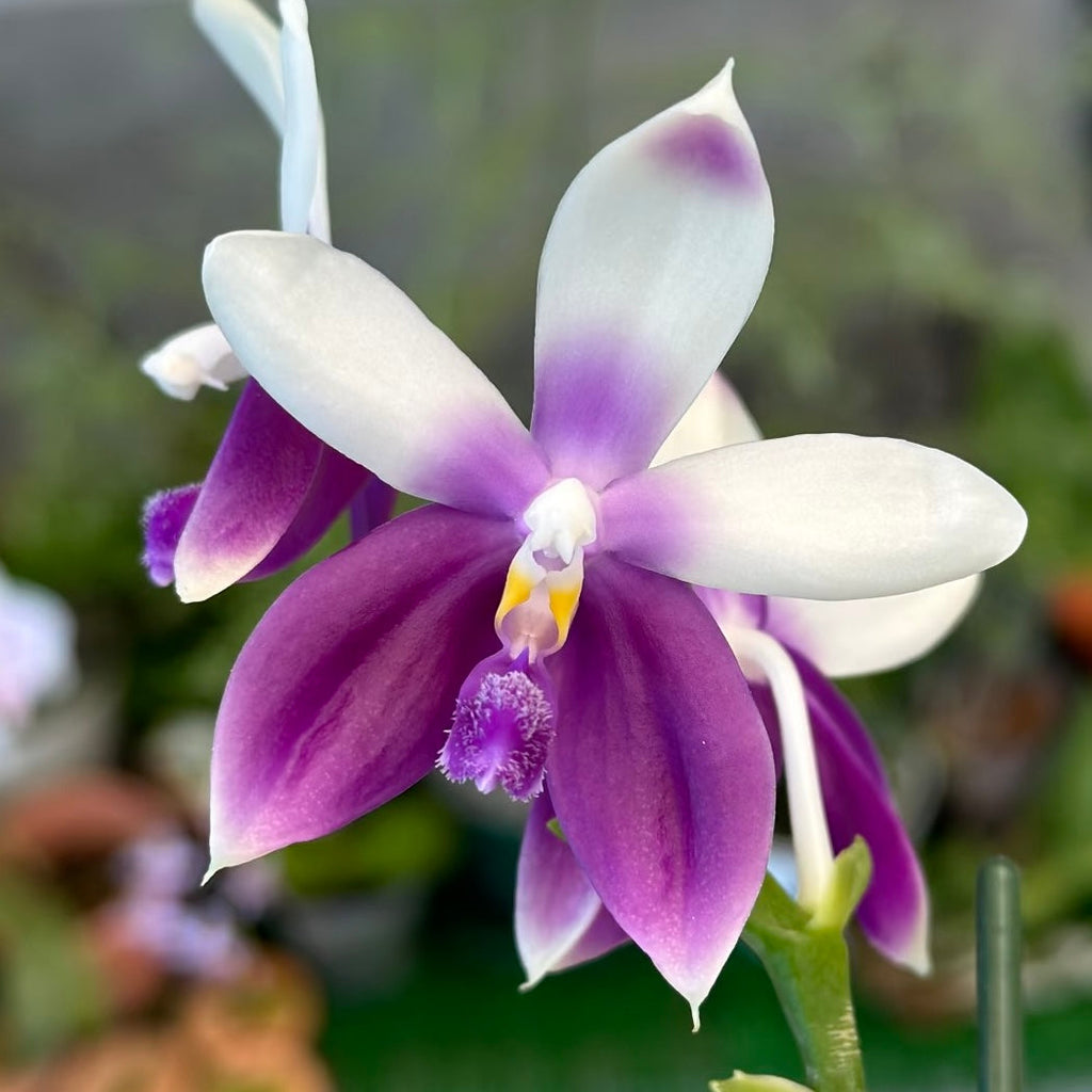 Phalaenopsis Lioulin Blue Jenny ‘Blue Dolphin’ YL85