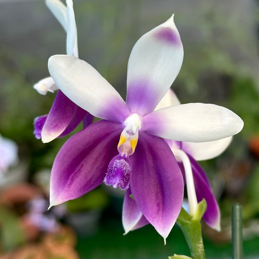 Phalaenopsis Lioulin Blue Jenny ‘Blue Dolphin’ YL85
