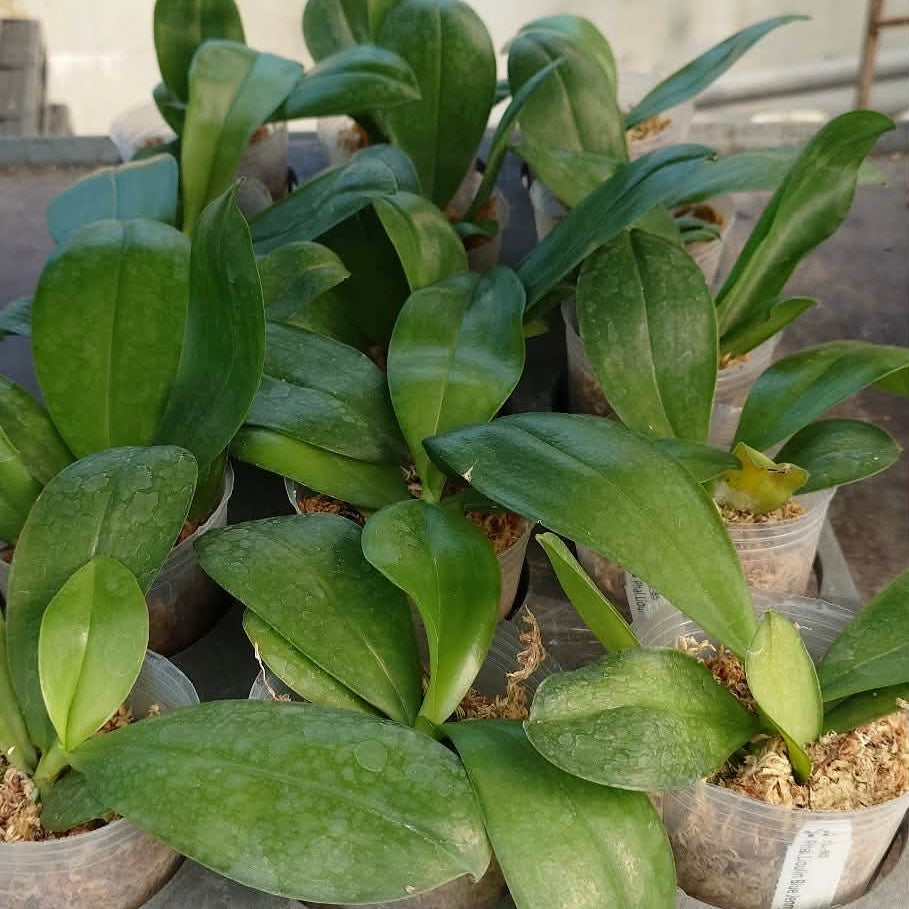 Phalaenopsis Lioulin Blue Jenny ‘Blue Dolphin’ YL85