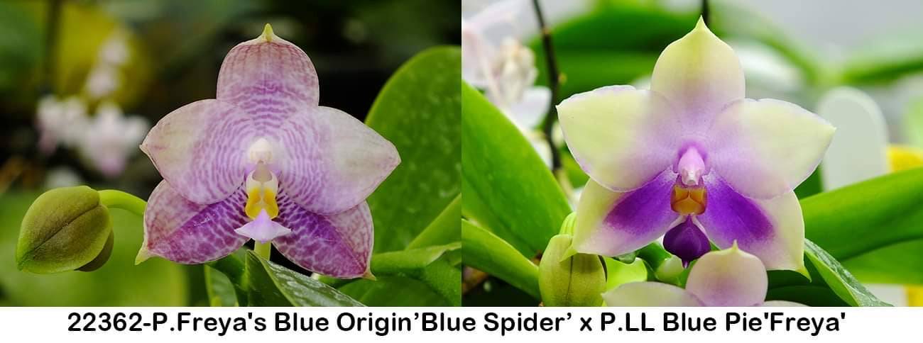 Phalaenopsis (Freya's Blue Origin'Blue Spider' x LL Blue Pie 'Freya')