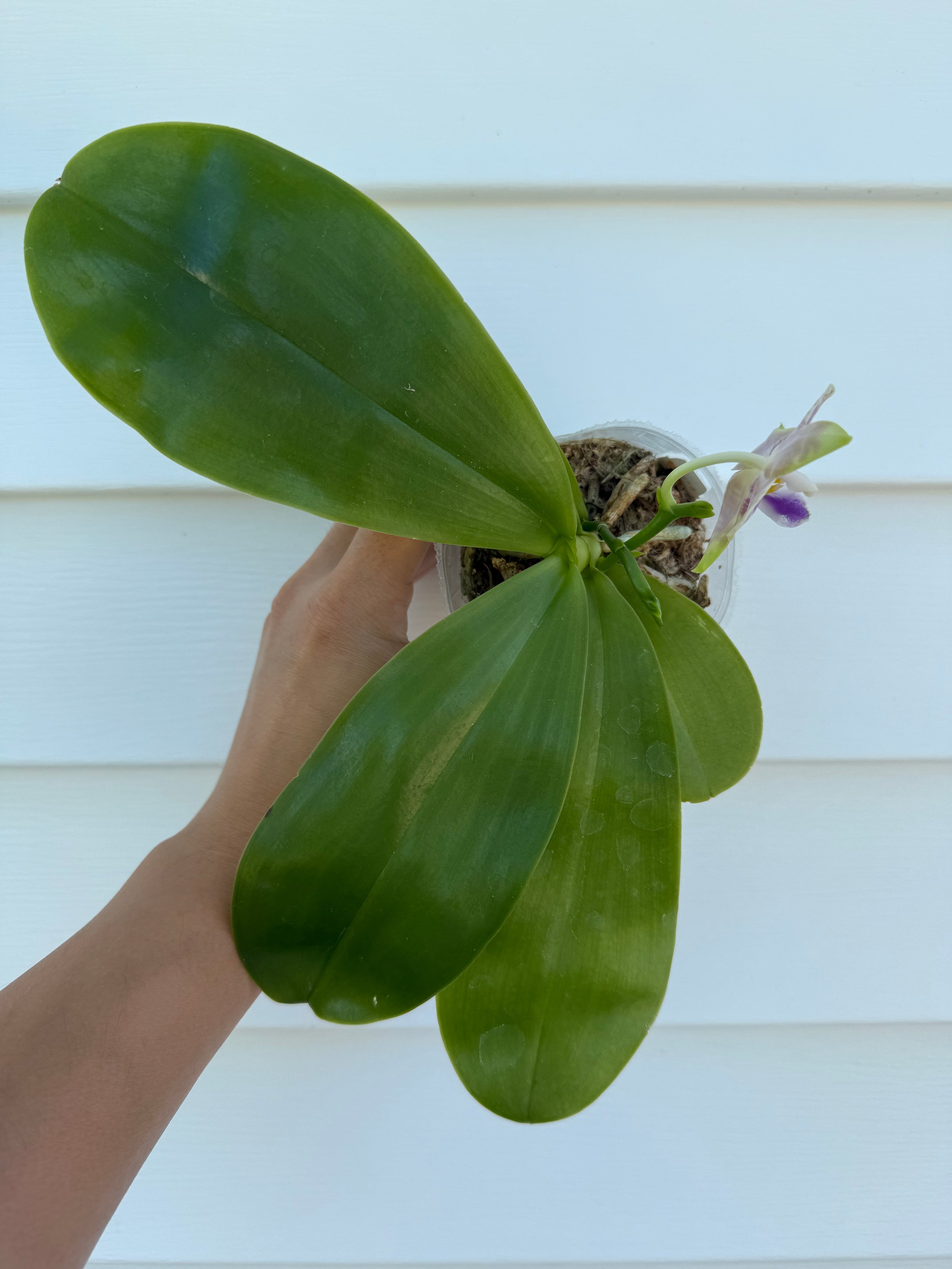 Phalaenopsis (Norman's Blue Jennifer x Mainshow Magic)