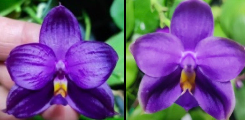 Phalaenopsis (Yaphon Blue Bird x (Penang Jewel X (Yaphon Super Jaguar x Samera)) ‘Deep Blue, Duo Spike’)