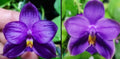 Phalaenopsis (Yaphon Blue Bird x (Penang Jewel X (Yaphon Super Jaguar x Samera)) ‘Deep Blue, Duo Spike’)