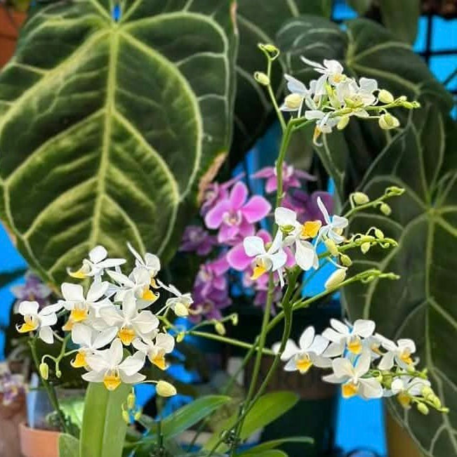 Phalaenopsis intermedia ‘YL75’ Third/WOC21