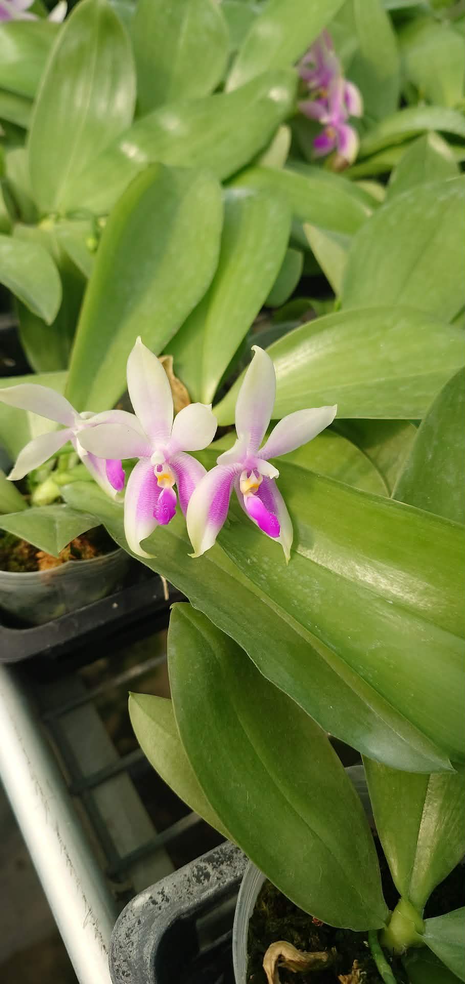 Phalaenopsis (fimbriata x bellina pink)