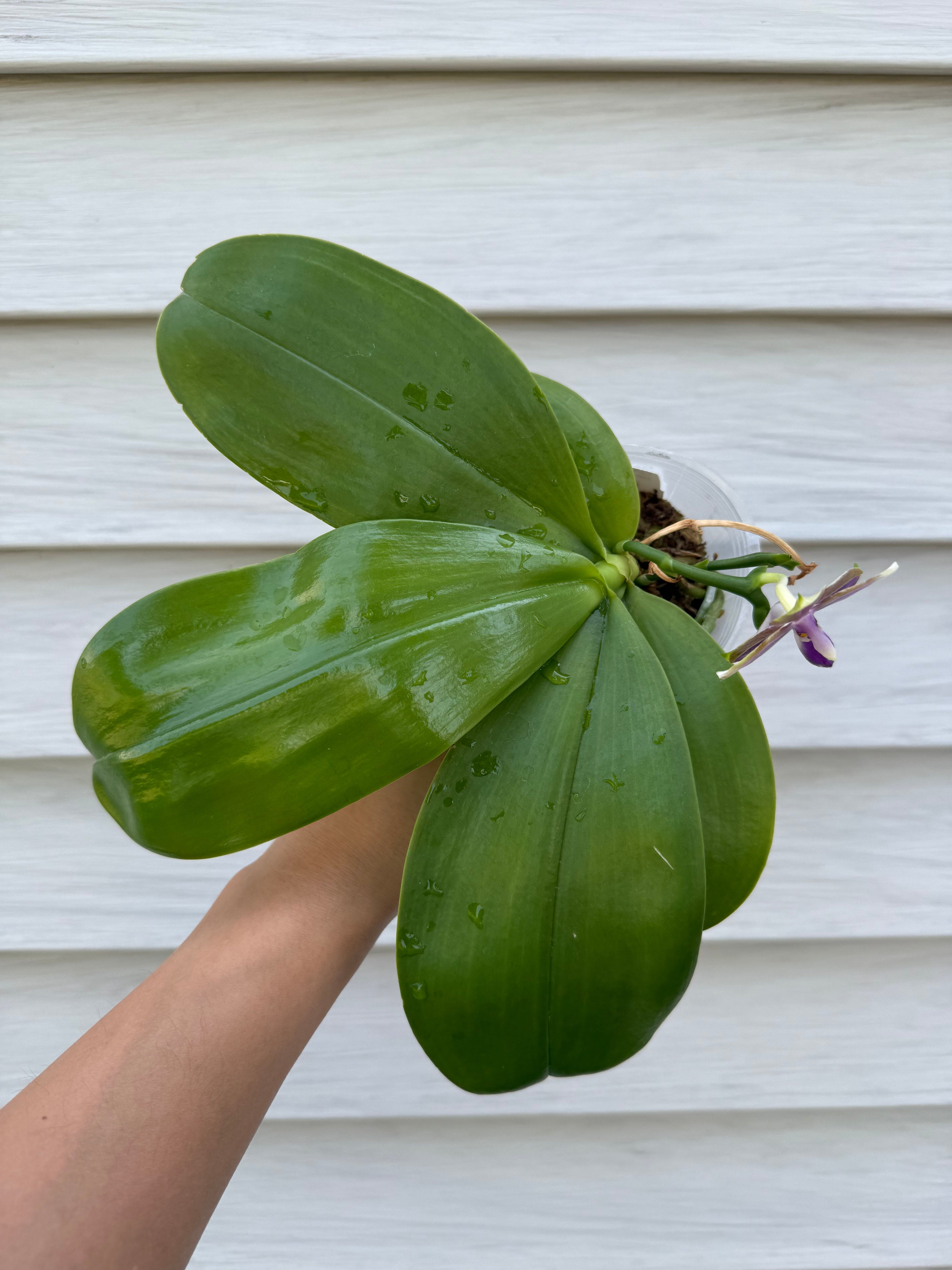 Phalaenopsis (Smiley Bluebird x Mituo Princess 'Blue Jewel')
