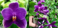 Buy Phalaenopsis Orchid Plants - BKH2361 Seedling from Bangkok Orchids
