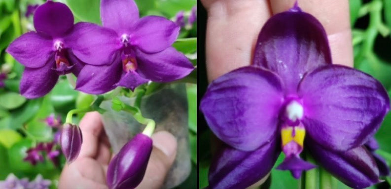 Phalaenopsis (Corel Isle x Jennifer Palemoler ‘#2’) x (Yaphon Super Jaguar X (Yaphon Super Jaguar X Samera)) ‘5.8cm’