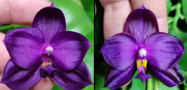 Phalaenopsis (Yaphon Super Jaguar X (Yaphon Super Jaguar X Samera)) ‘Best’ x (Yaphon Super Jaguar X (Yaphon Super Jaguar X Samera)) ‘5.8cm’