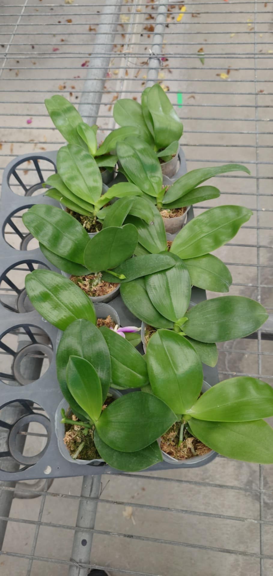 Phalaenopsis (violacea indigo ‘alba’ x bellina ‘pink’)