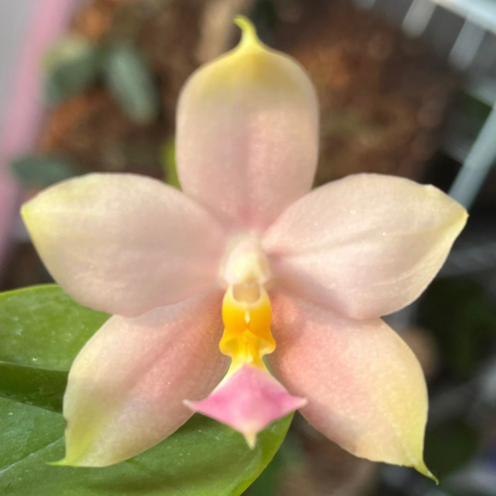 Phalaenopsis (KS Samera x Lee Wai Queen)