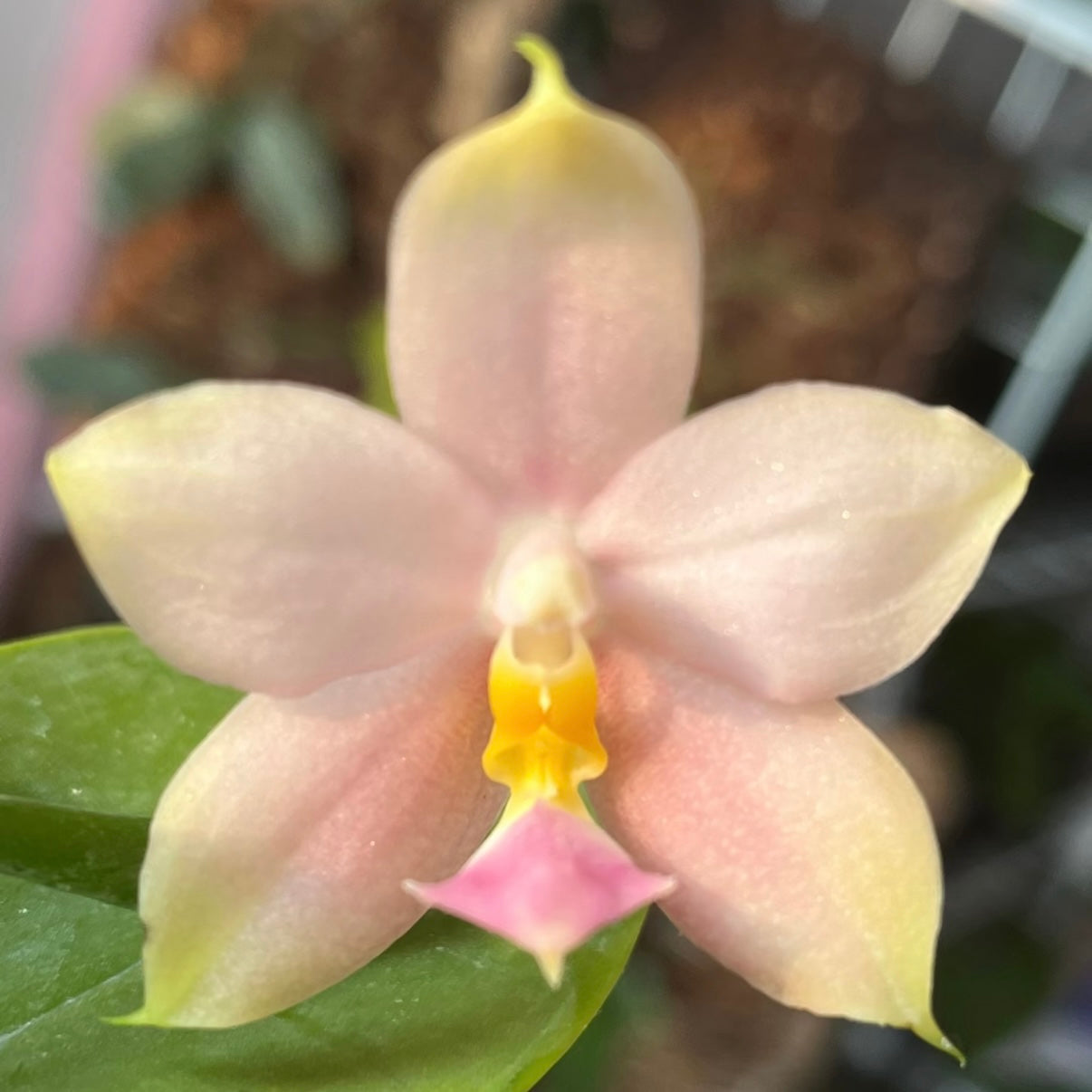 Phalaenopsis (KS Samera x Lee Wai Queen)