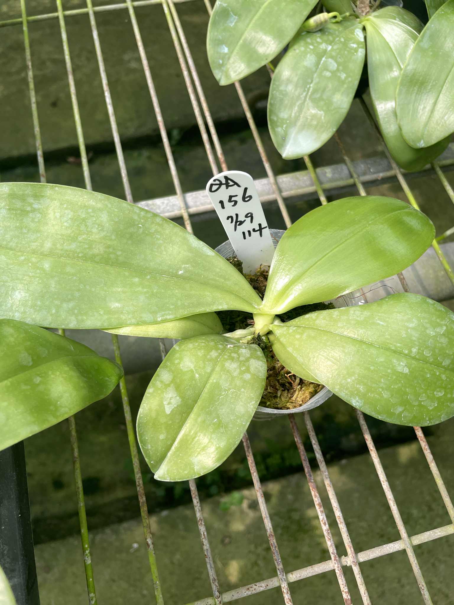 Phalaenopsis (Mainshow Sapphire x Jennifer Palomer splash) QA156