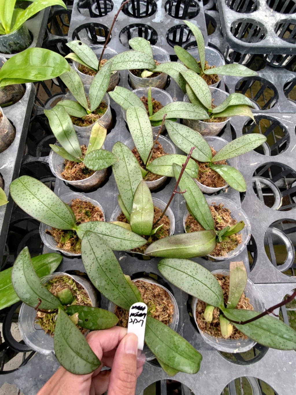 Phalaenopsis Freya's Sakura Rain 'Melody'