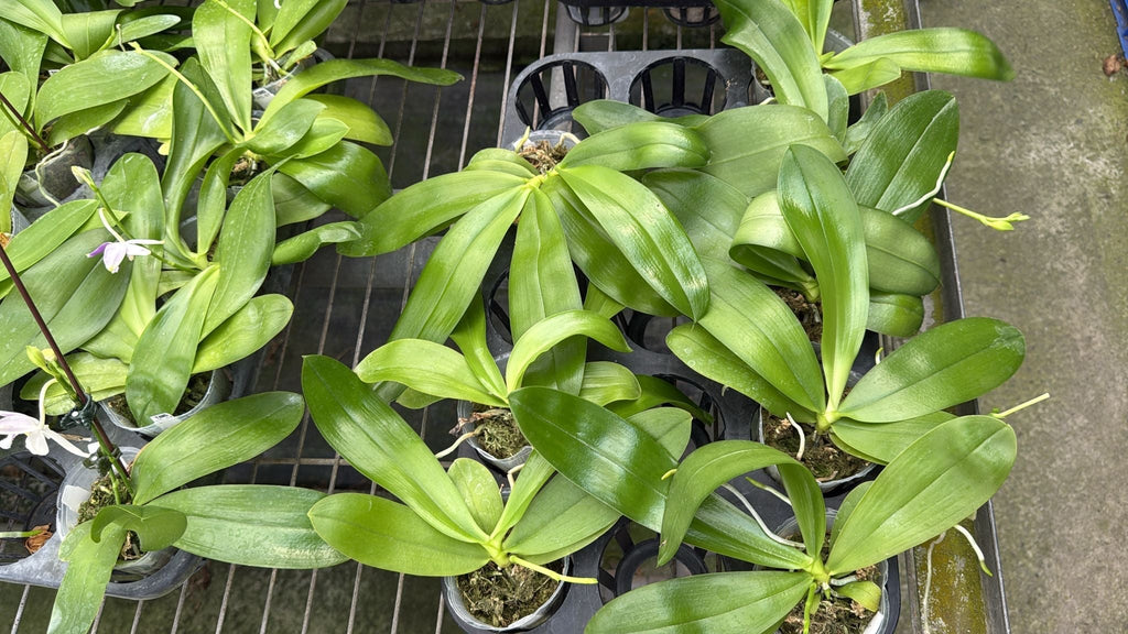 Phalaenopsis (Penang Jewel x LL Blue Jenny)