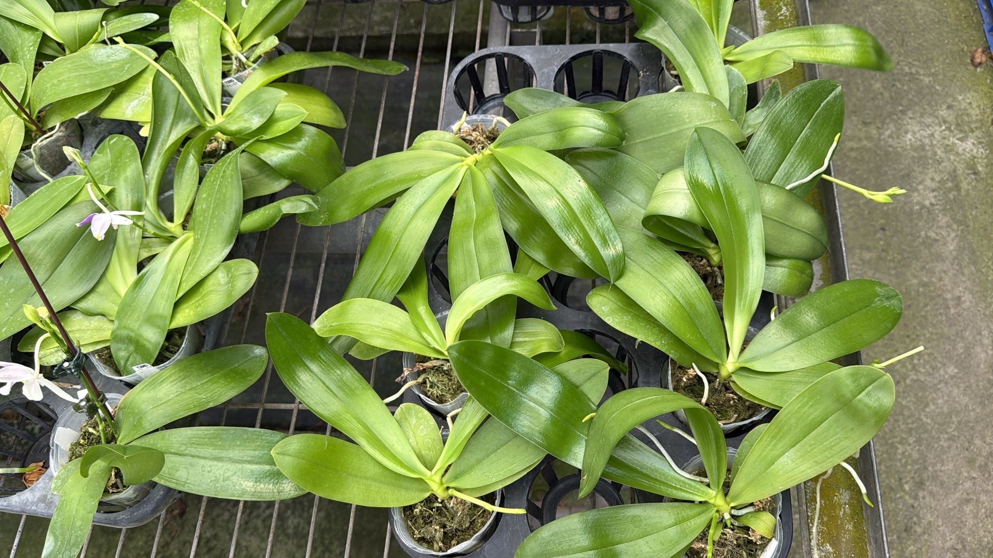 Phalaenopsis (Penang Jewel x LL Blue Jenny)