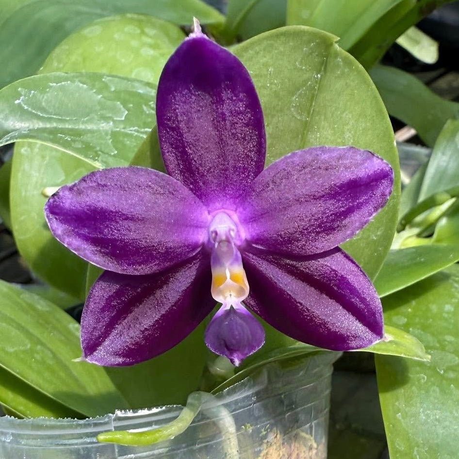 Phalaenopsis (Norman's Blue Jennifer #2 blue x Mainshow Blue Elf #1)