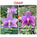 Phalaenopsis (Penang Violence 'Blue' x Germaine Vincent)