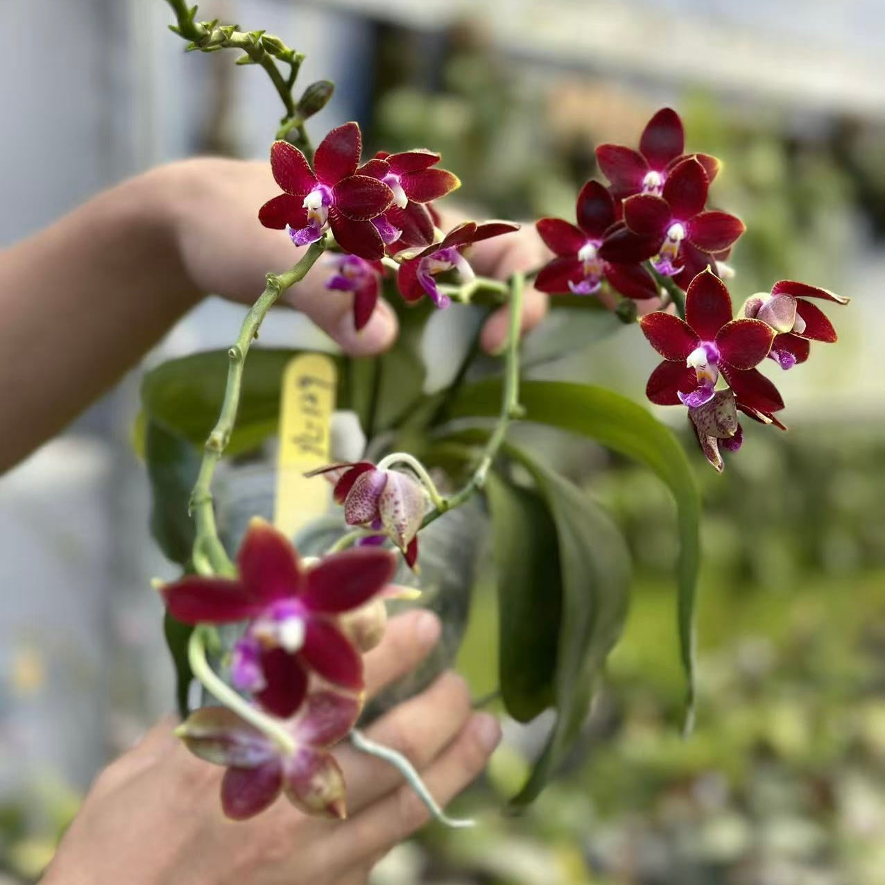 Phalaenopsis (Tying Shin Fly Eagle X Su-An Super Star) ‘YL129’