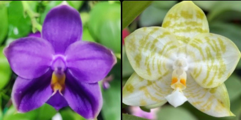 Phalaenopsis (Penang Jewel X (Yaphon Super Jaguar x Samera)) ‘雙梗深藍圓’ x Mituo Golden Tiger ‘White Tiger’