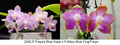 Phalaenopsis (Freya’s Blue Hope x Mituo Blue Frog)