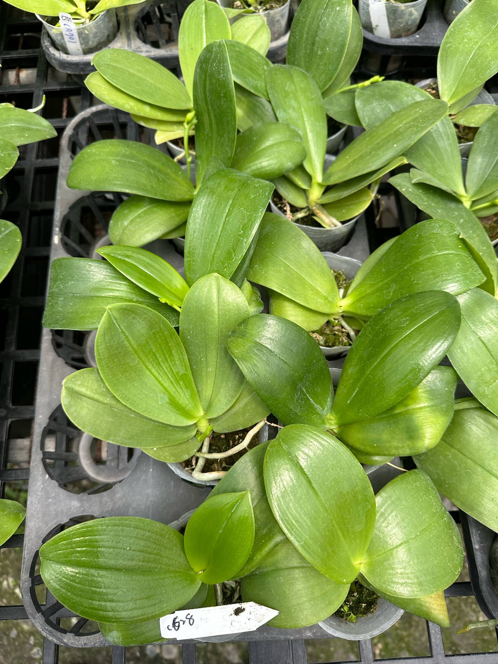 Phalaenopsis (Micaels Blue Rock 'Blue Wing' X (Yaphon The Hulk x Bellina))