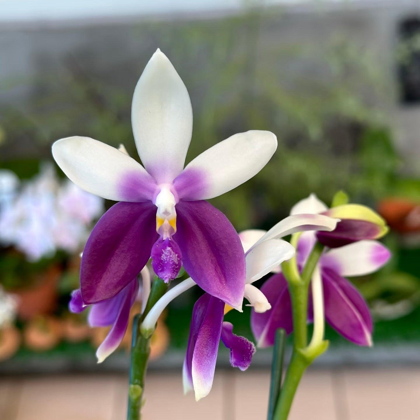 Phalaenopsis Lioulin Blue Jenny ‘Blue Dolphin’ YL85
