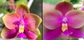 Phalaenopsis ((YangYang Pink Mary X Yaphon Batman) ‘BK#6’ x Yaphon Batman ‘BK's Best’)