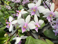 Phalaenopsis Delicata