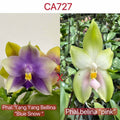 Phalaenopsis (Yang Yang Bellina X bellina 'pink')
