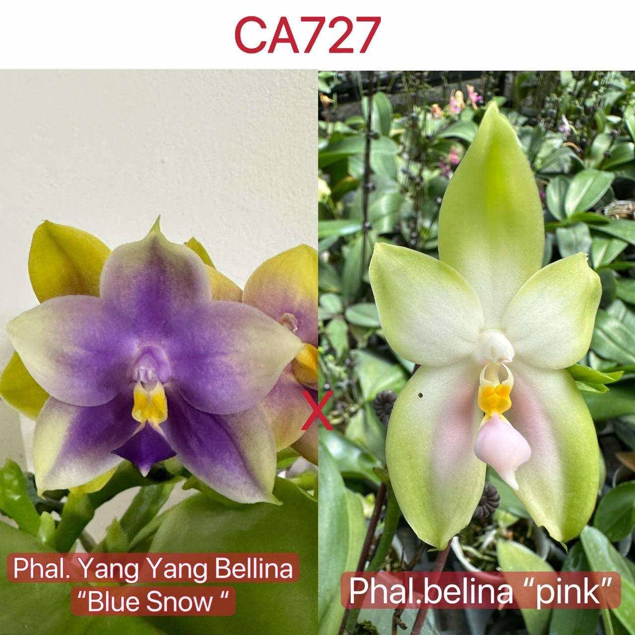 Phalaenopsis (Yang Yang Bellina X bellina 'pink')