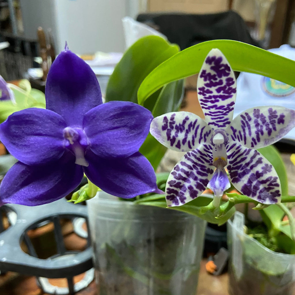 Phalaenopsis (KS Blue Ludde 319 x Mainshow Sapphire) QA137