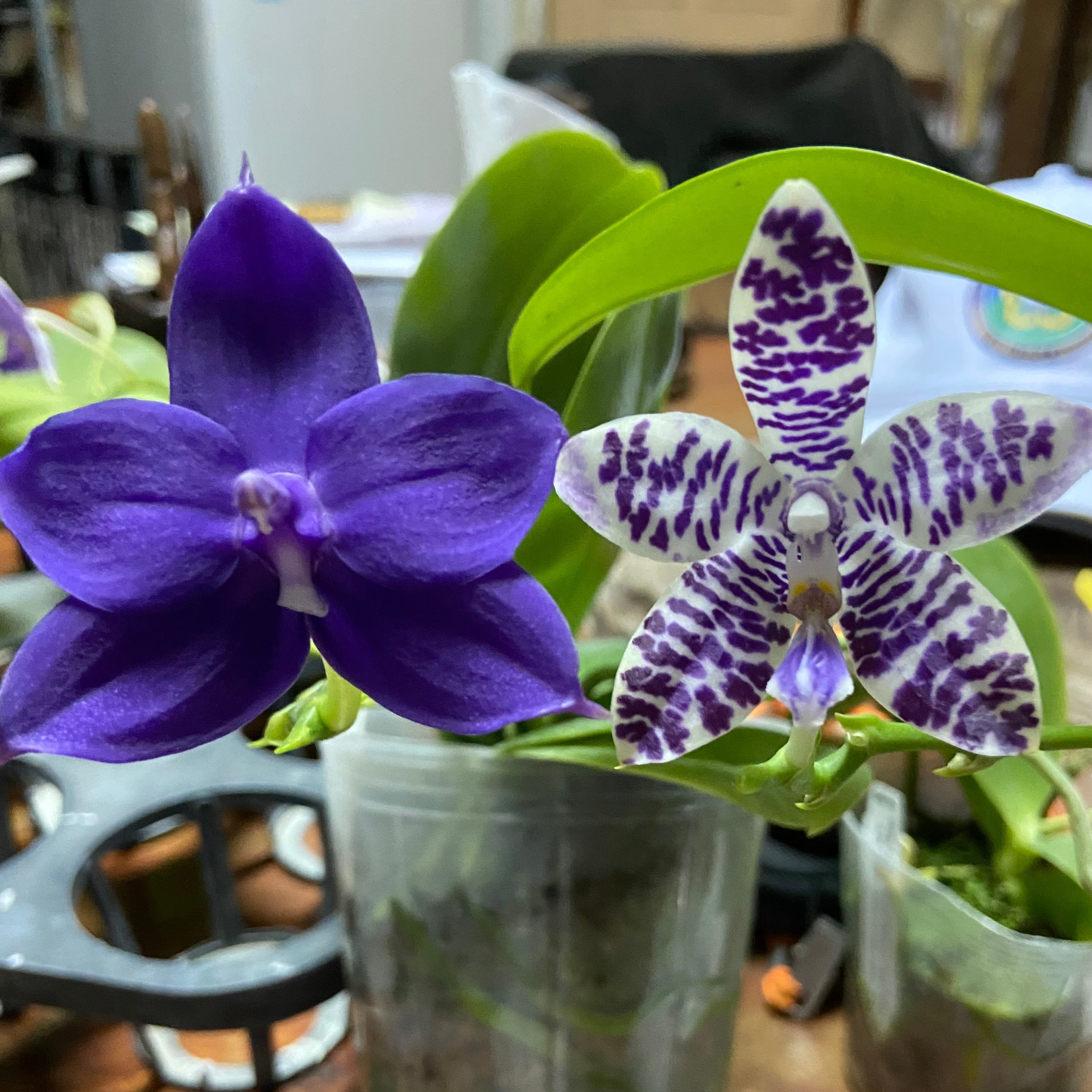 Phalaenopsis (KS Blue Ludde 319 x Mainshow Sapphire) QA137