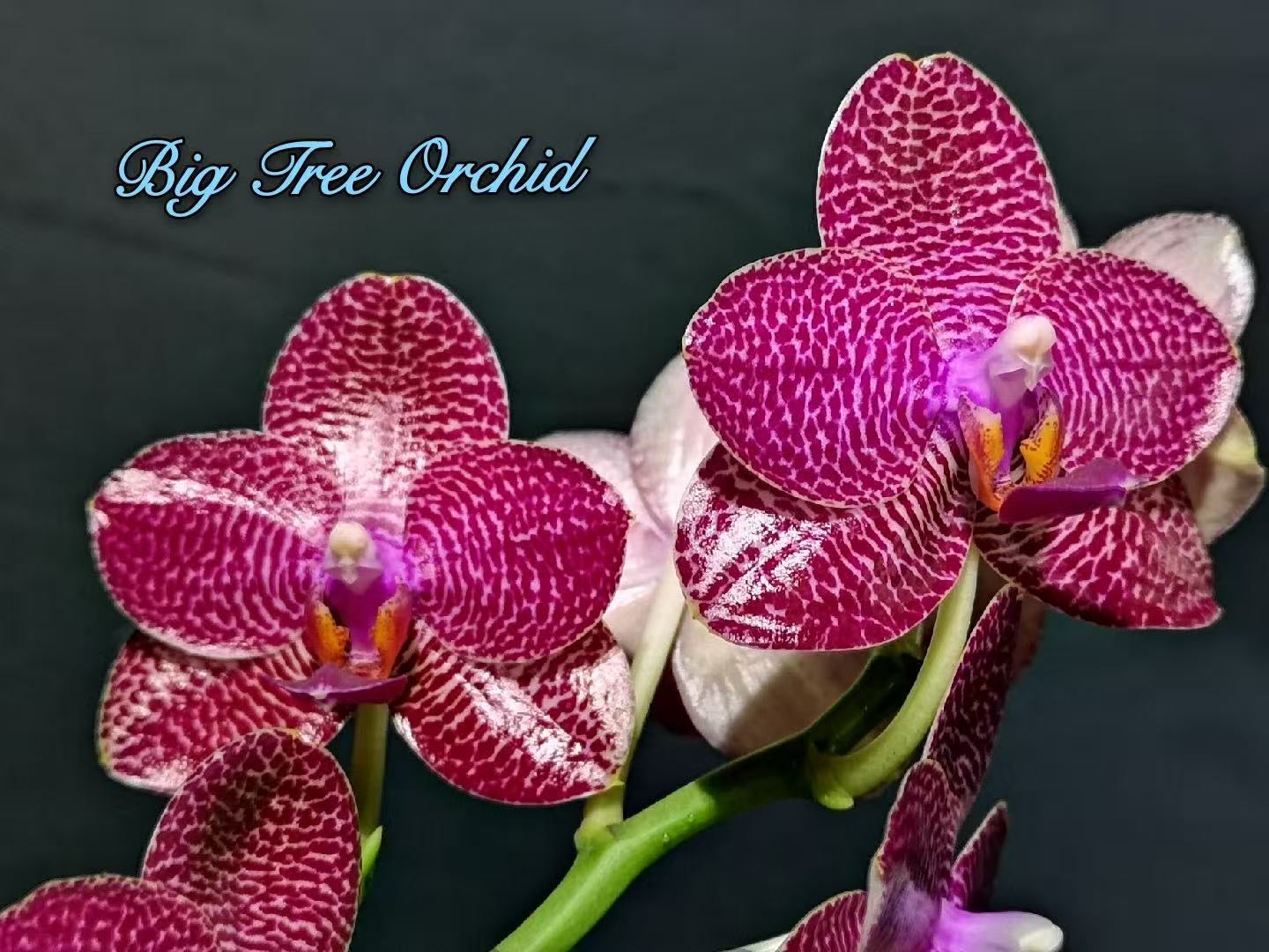 Phalaenopsis Miro Gold Mosla ‘Top Song’