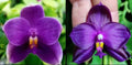 Bangkok Orchid Seedling: Phalaenopsis Hybrid from Bangkok Orchids