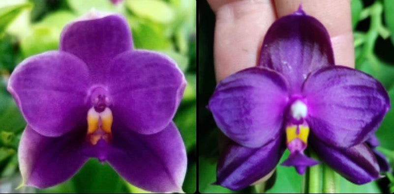 Bangkok Orchid Seedling: Phalaenopsis Hybrid from Bangkok Orchids