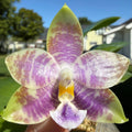 Phalaenopsis (Norman's Blue Jennifer x Mainshow Magic)